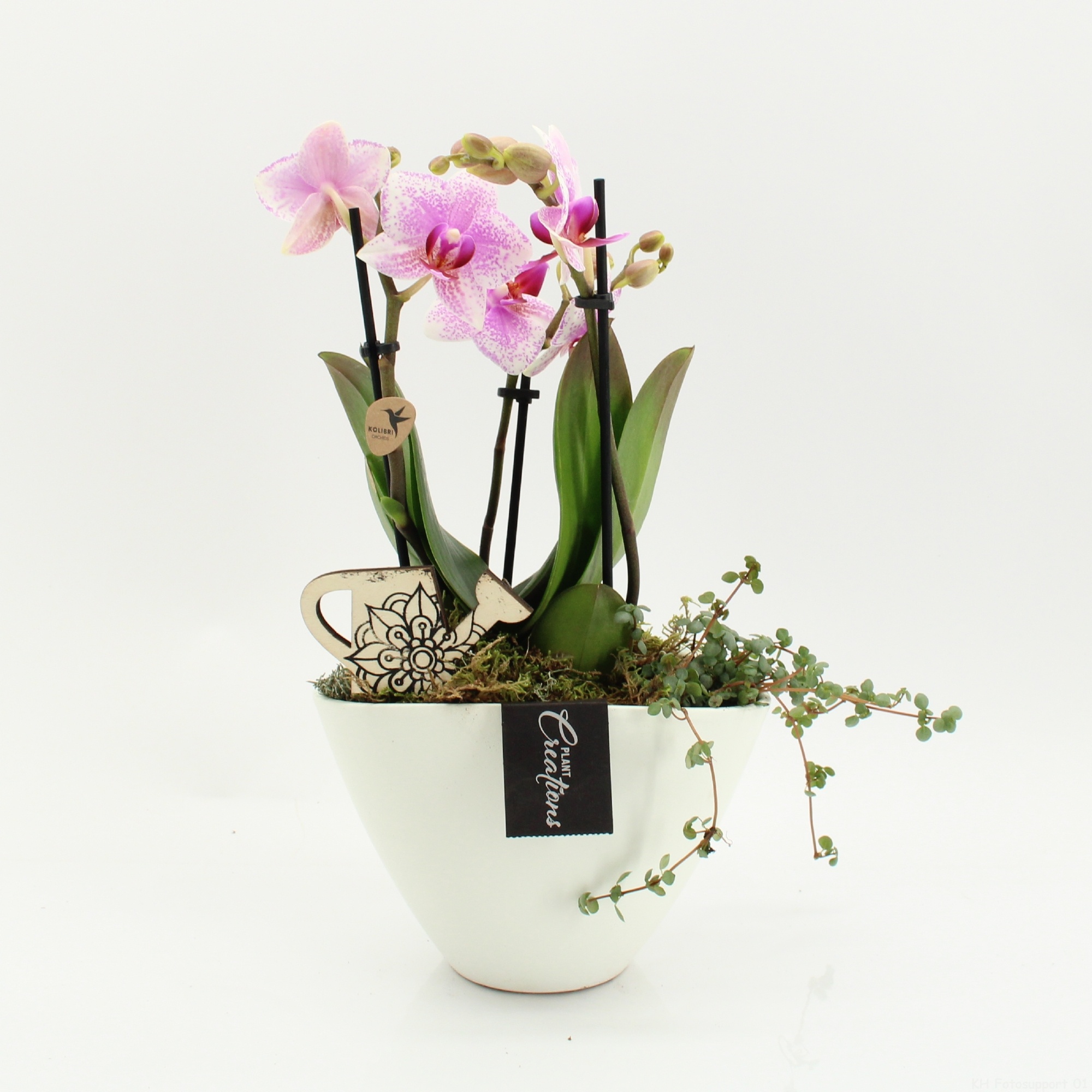 PHAL-2626RZ Phalaenopsis creatie, D 19