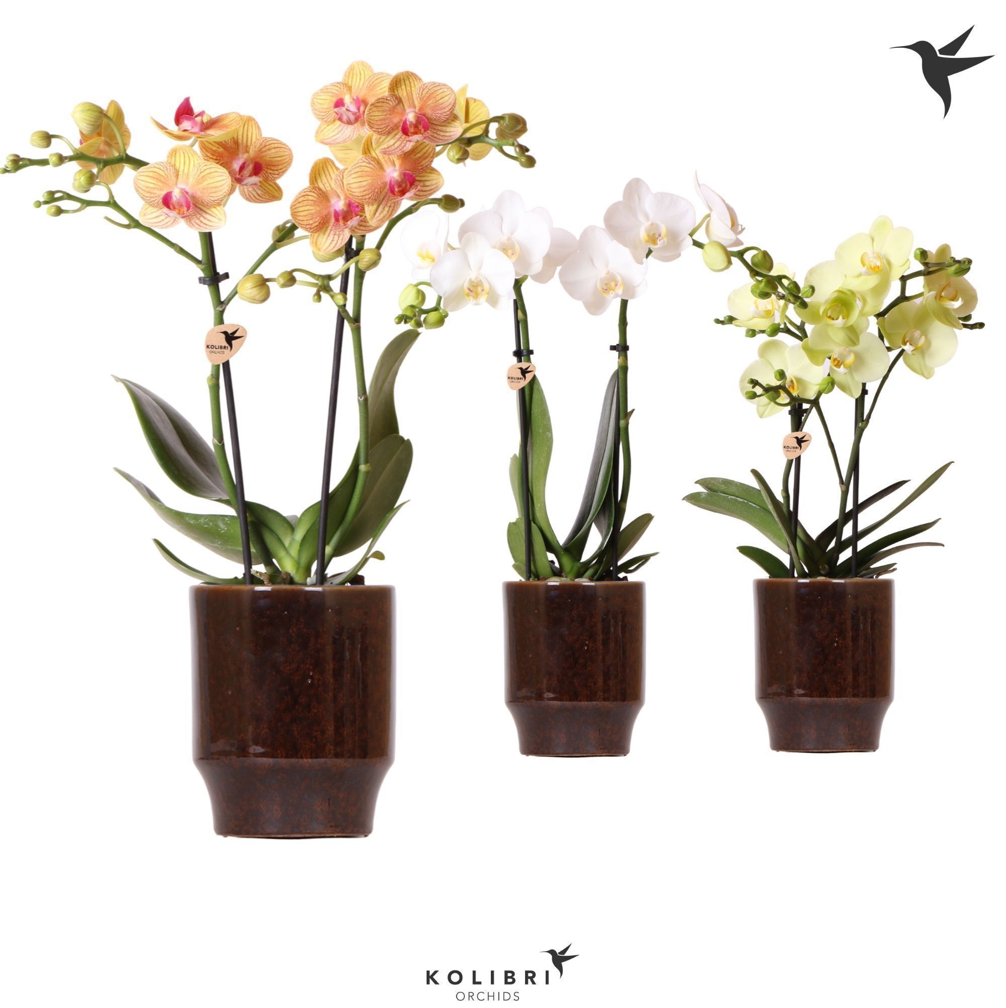 Kolibri Orchids Phalaenopsis mix 2 spike in Classy pot brown, D 9
