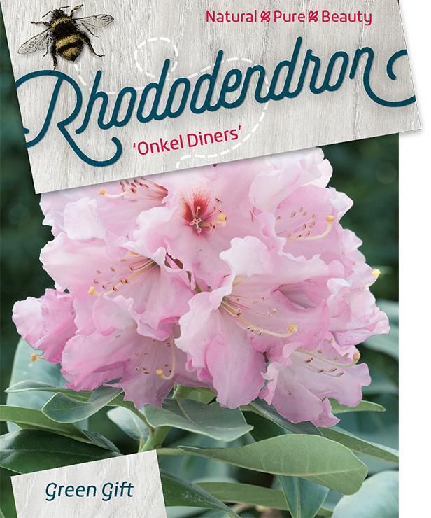 Rhodo. 'Onkel Dines' light pink, D 62