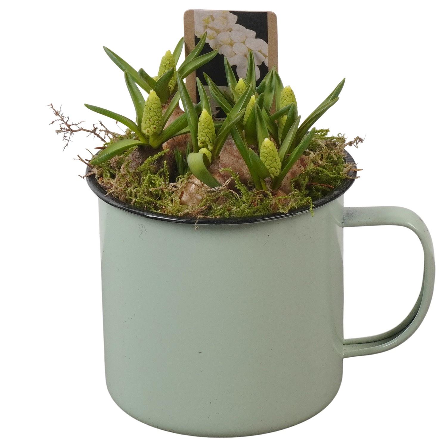 PTWMB8109 Arrangement Muscari White in metalen pot, D 10