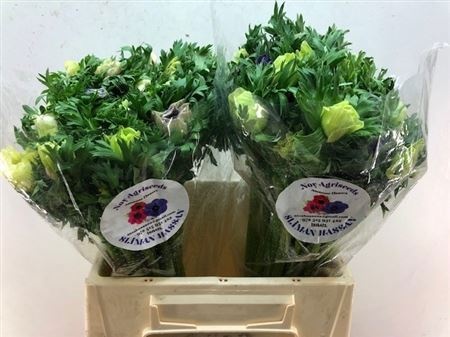 Анемон Галил Пастель 35, шт.