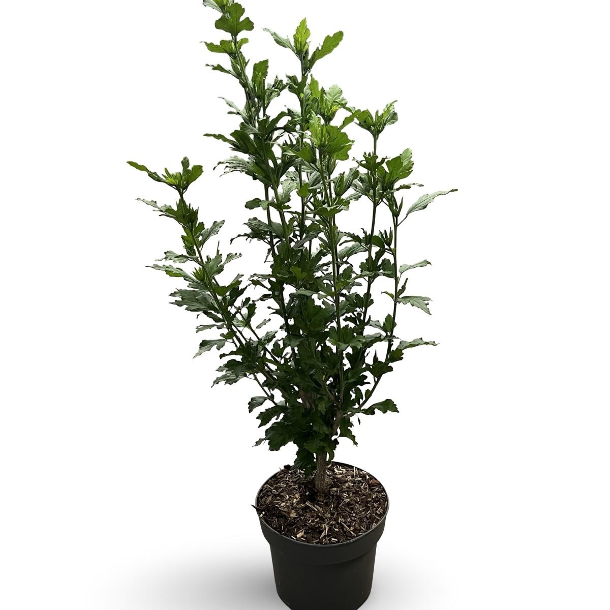 Hibiscus syr. 'Oiseau Bleu', D 21