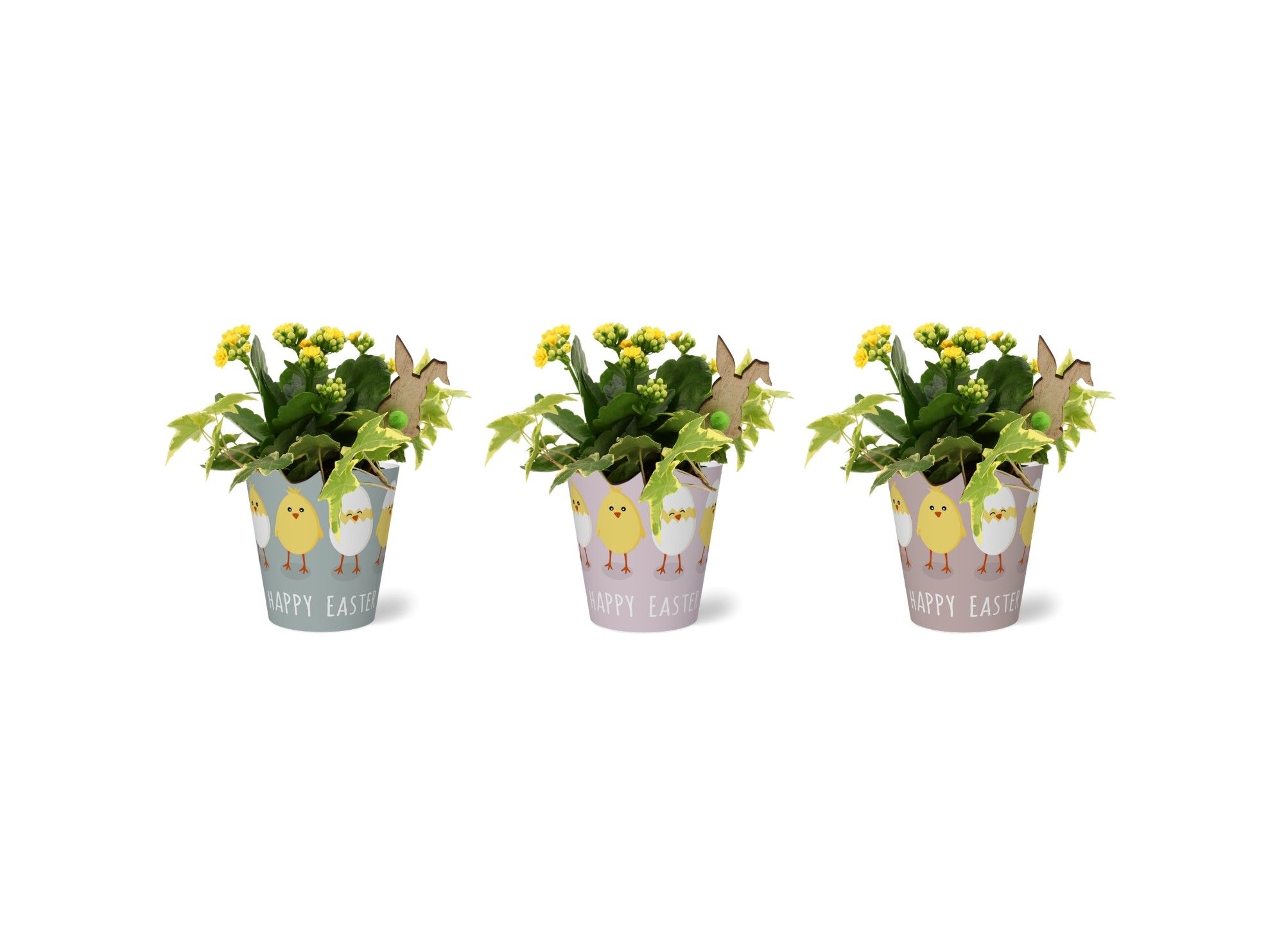 Paas Arrangement Smartcup Pasen kalanchoe hedera, D 12