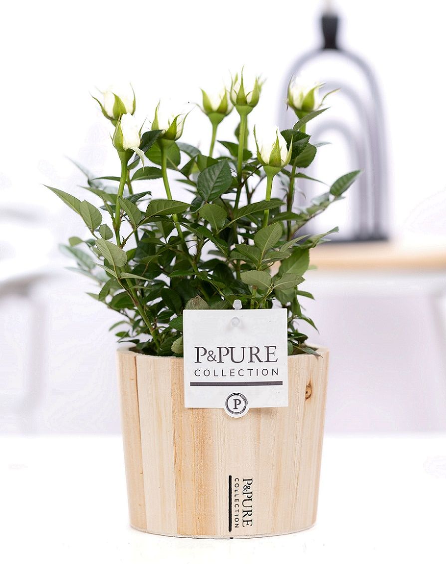 Rosa white in P&PURE Wood 5, D 12