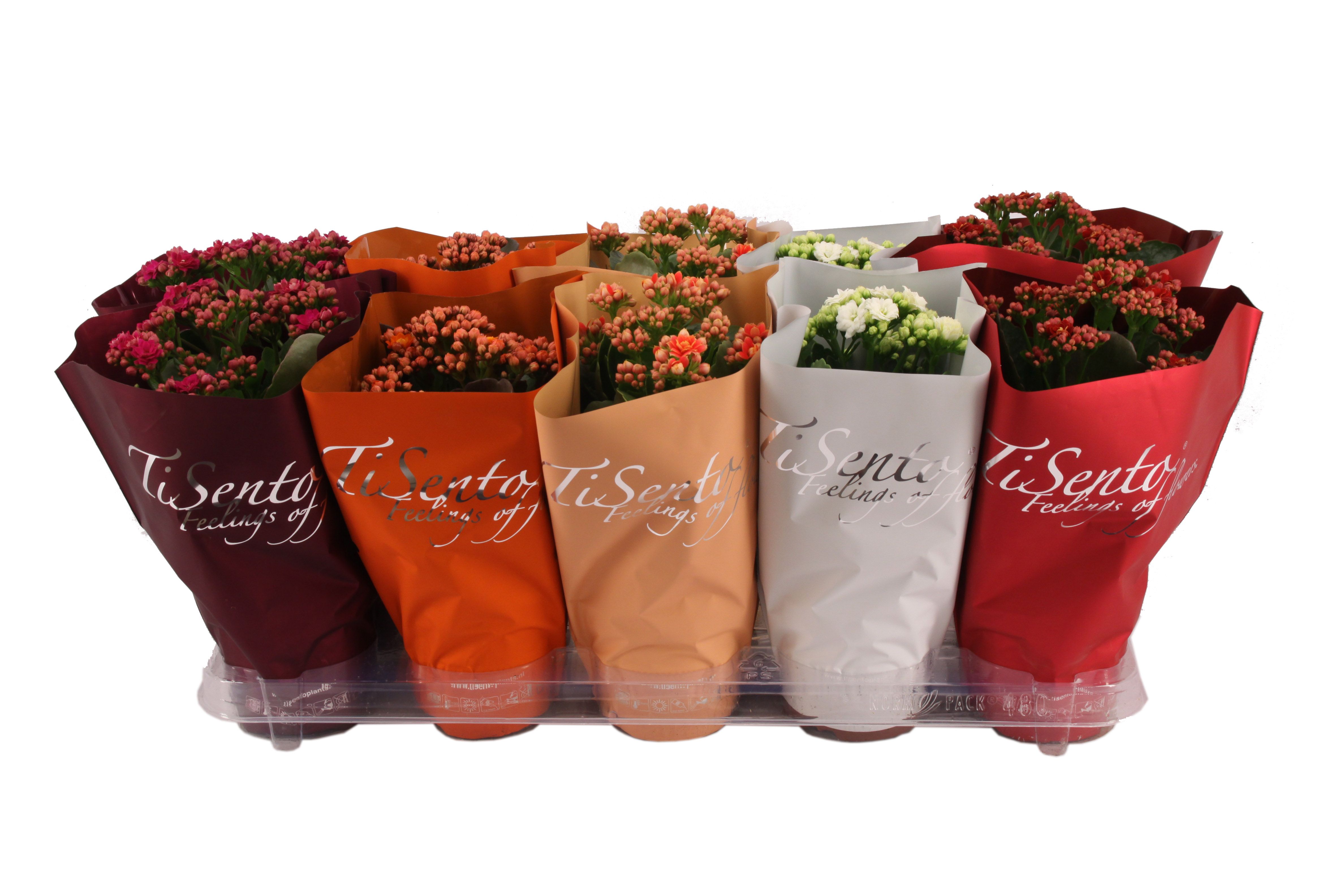 Calandiva 12cm - Oktober Mix, D 12