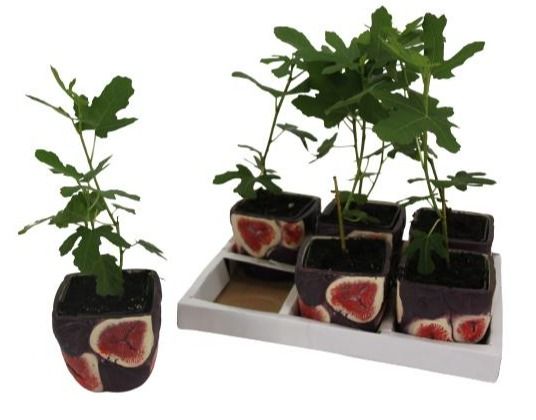 Ficus carica in keramiek, D 9