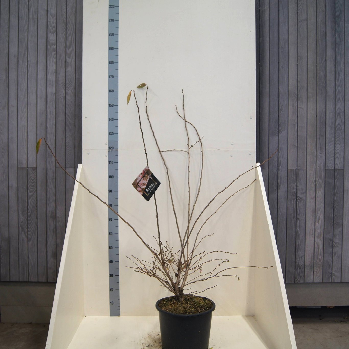 Prunus subh. 'Autumnalis', D 40