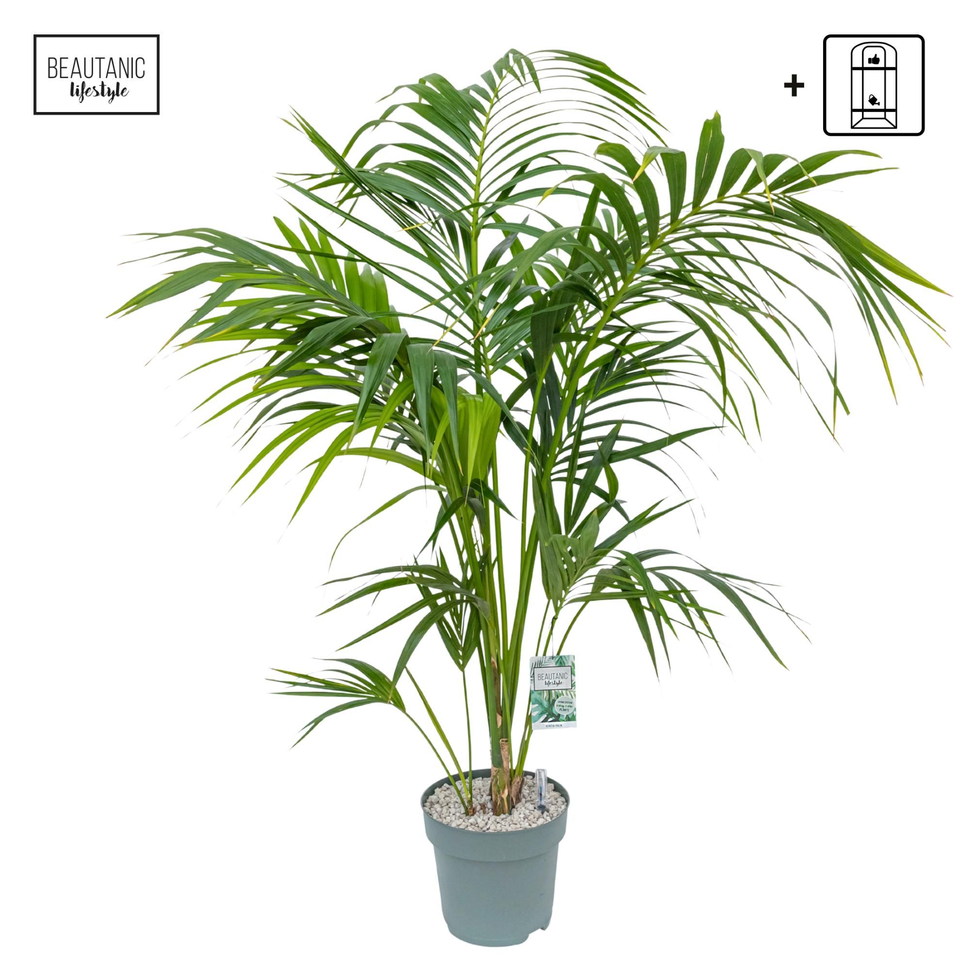 Kentia Howea Forsteriana, D 27