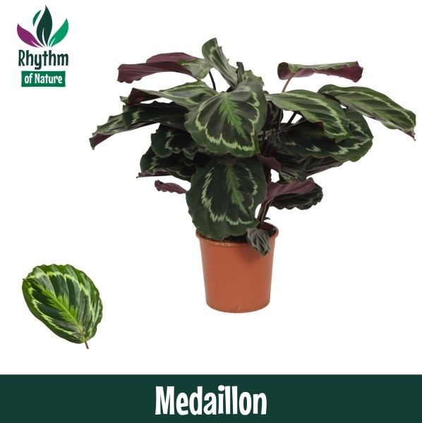 Calathea 14cm Medaillon - Rhythm of Nature, D 14