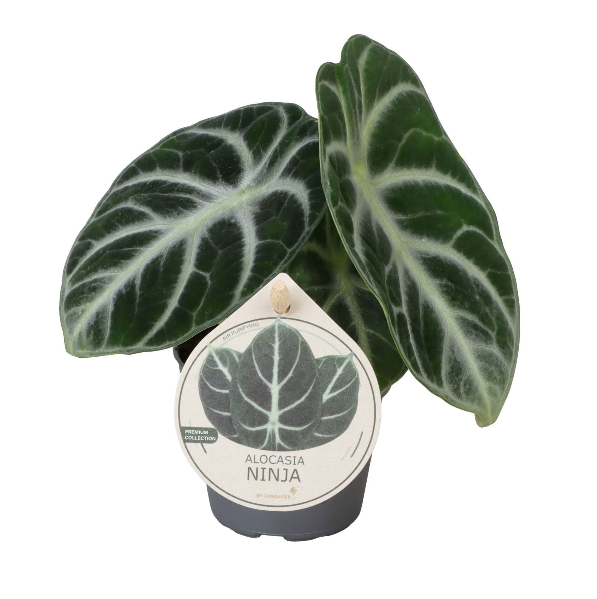 Alocasia Ninja W. Label 6 cm, D 6