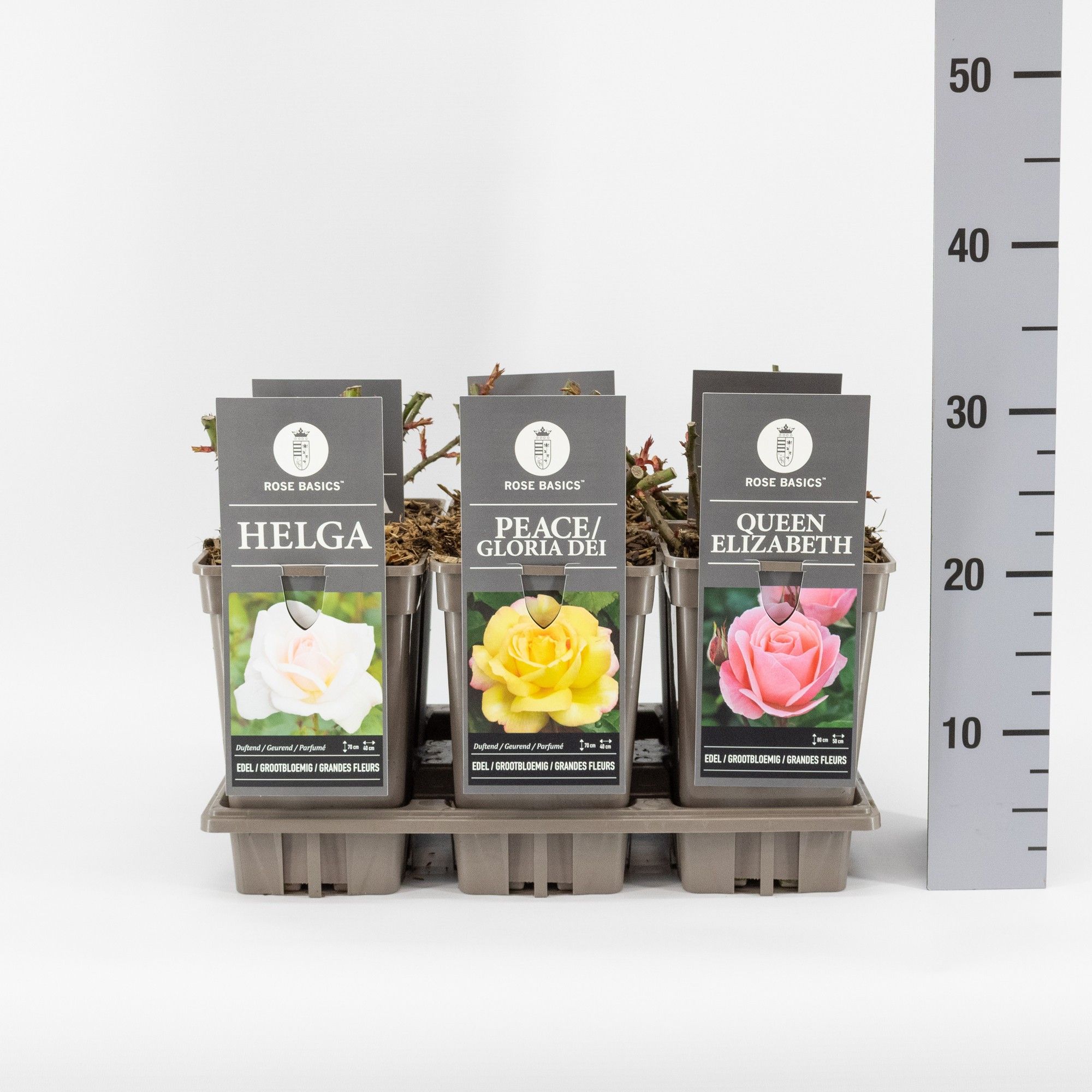 Rose Basics grootbloemig (TH) mix, C3, D 17