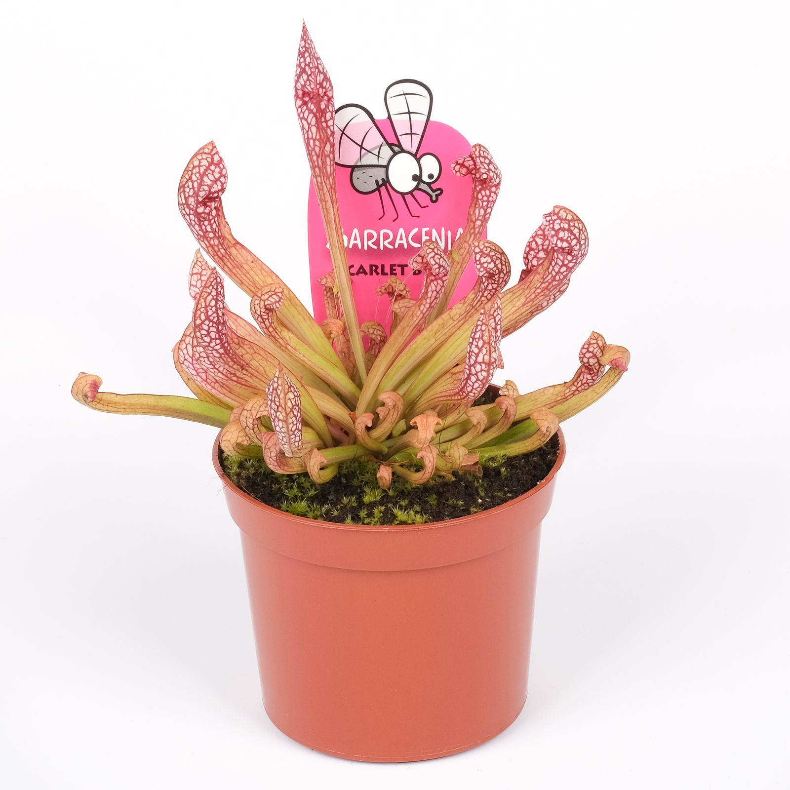 Sarracenia scarlet belle, D 8,5