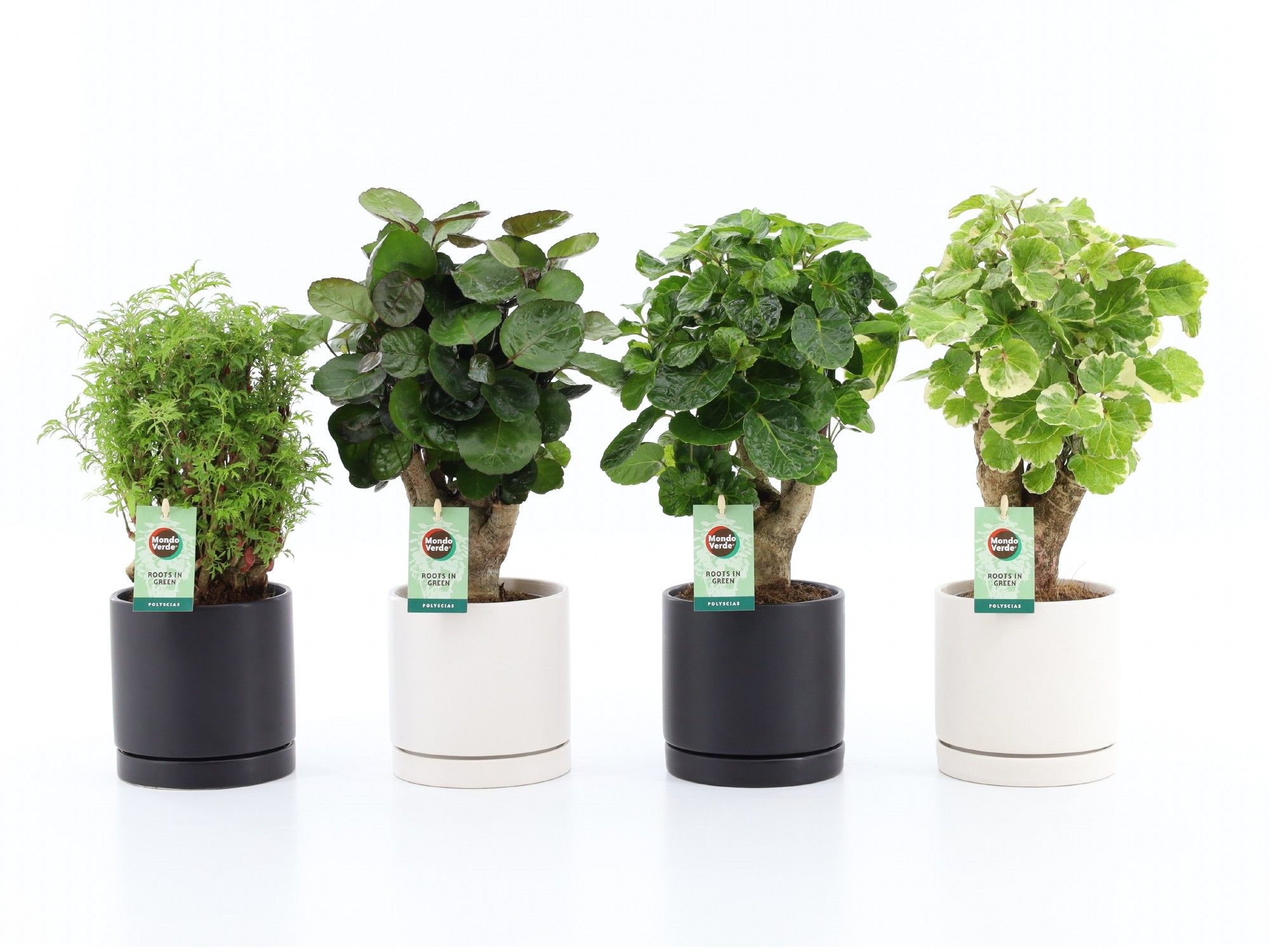 Polyscias Mix 12cm in Hainan keramiek, D 13