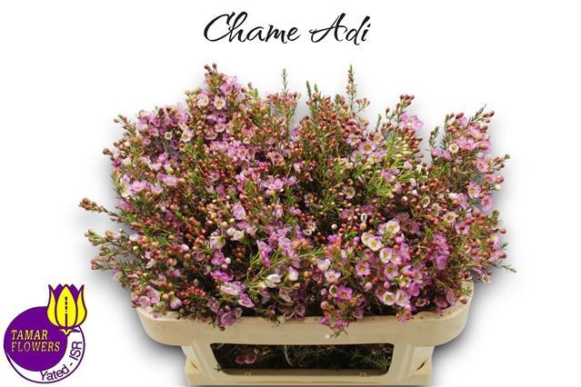 Шамелациум Ади 70 (роз.), шт.