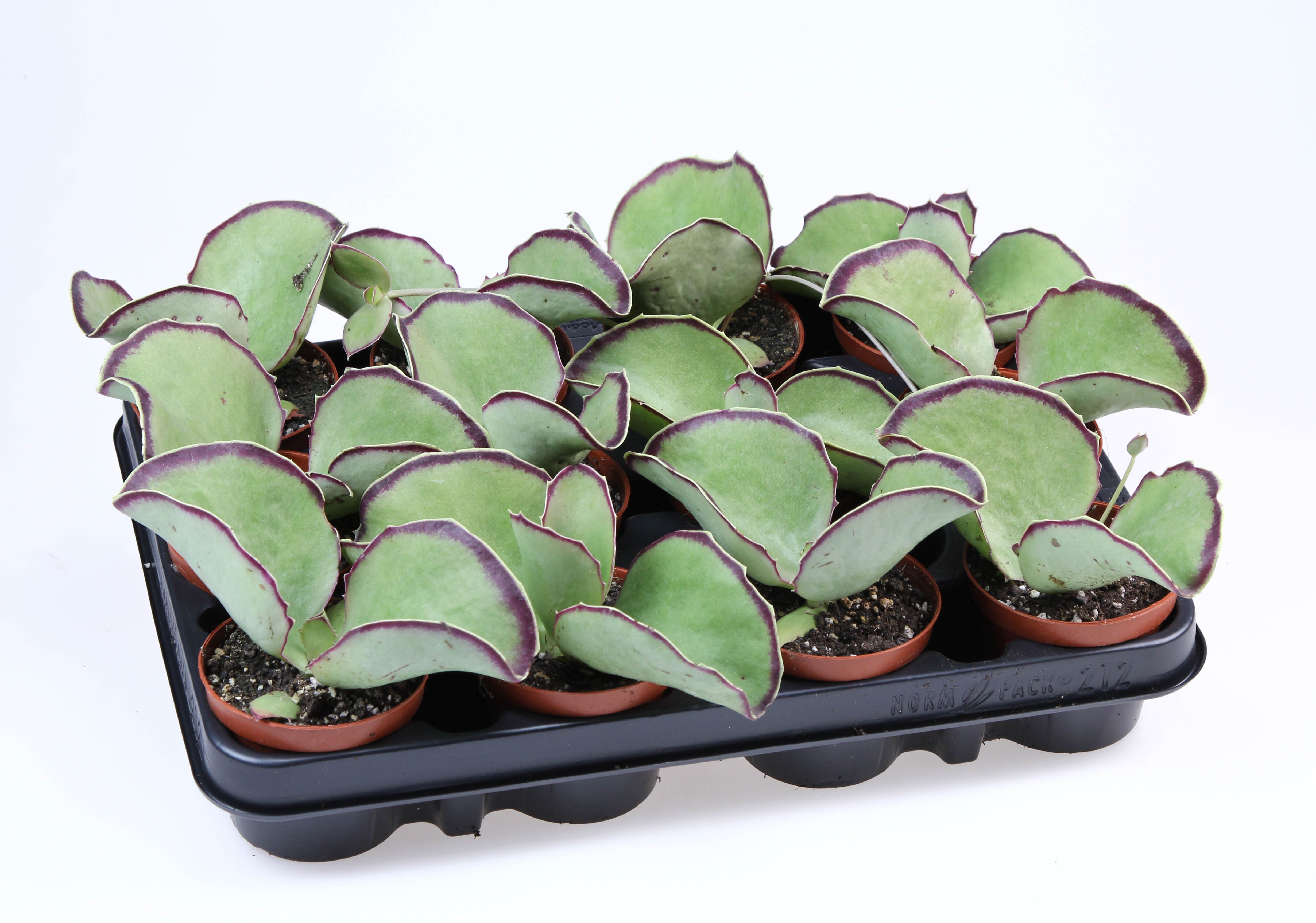 Kalanchoe Synsepala, D 8,5