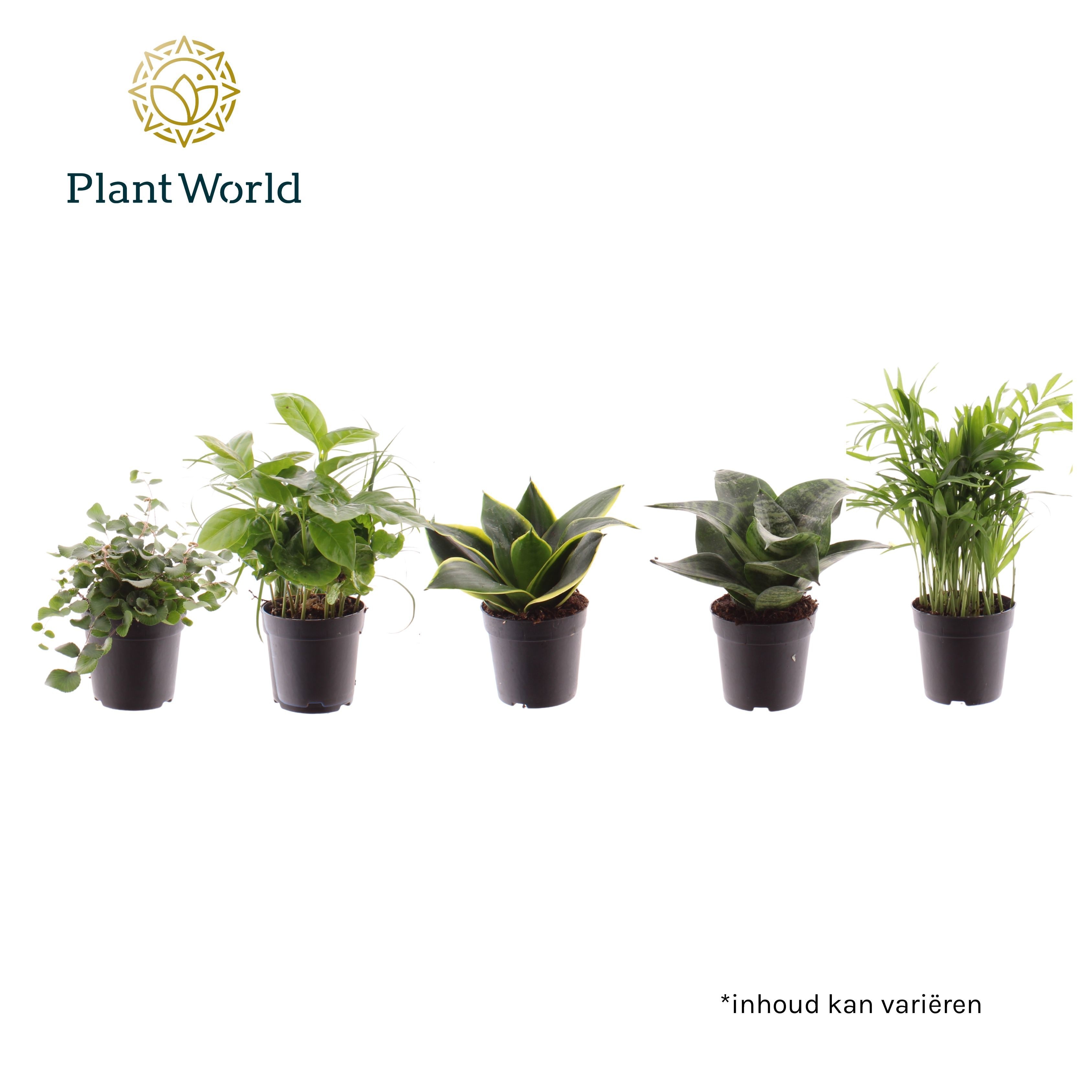 Keen on Green Texas mix 7 cm, D 7