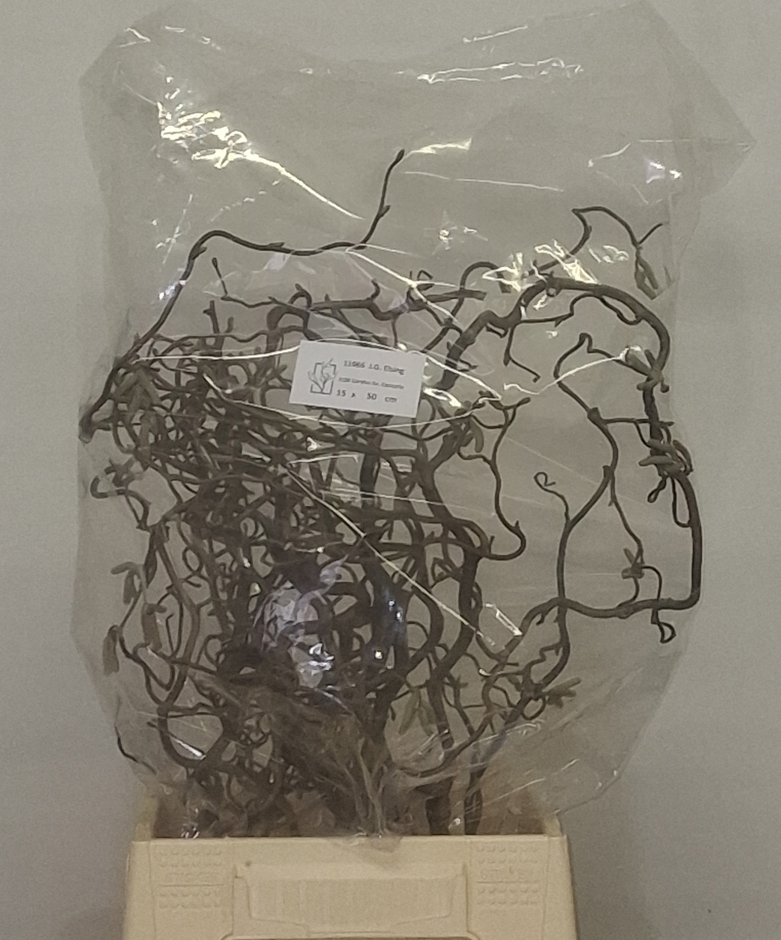 Корилус Конторта 50, шт.