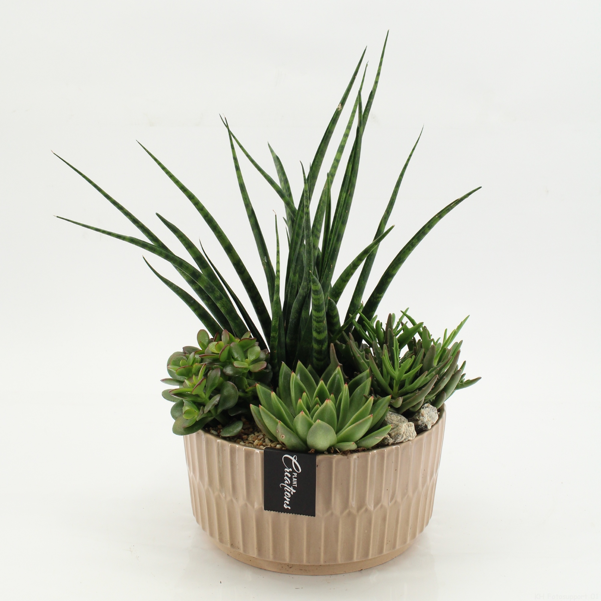 SUCR-2616 Succulent Essentials, D 22