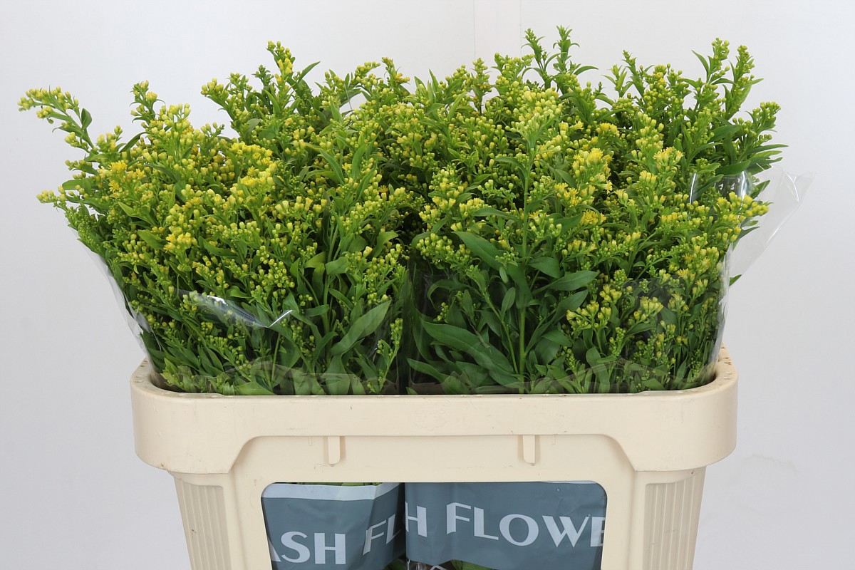 Солидаго Голден Глори 70 (желт.), шт.