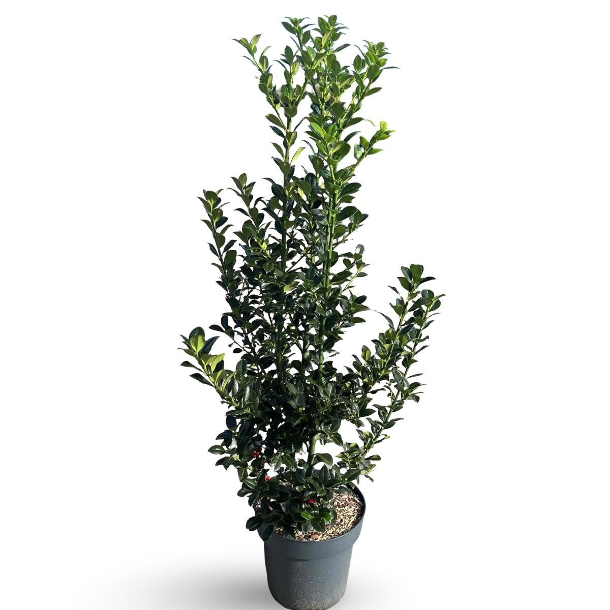 Ilex meserv. Heckenfee, D 32