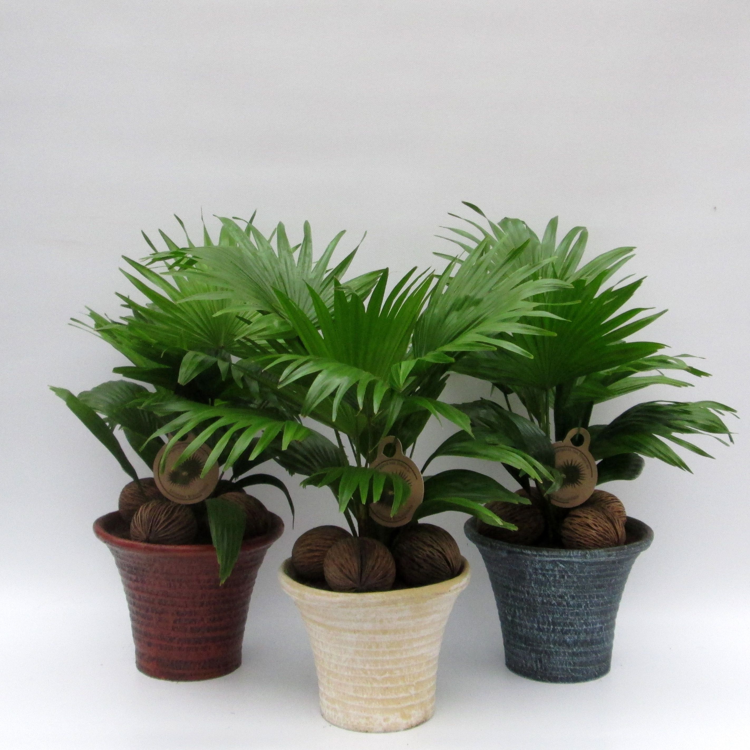 Livistona rotundifolia, D 19