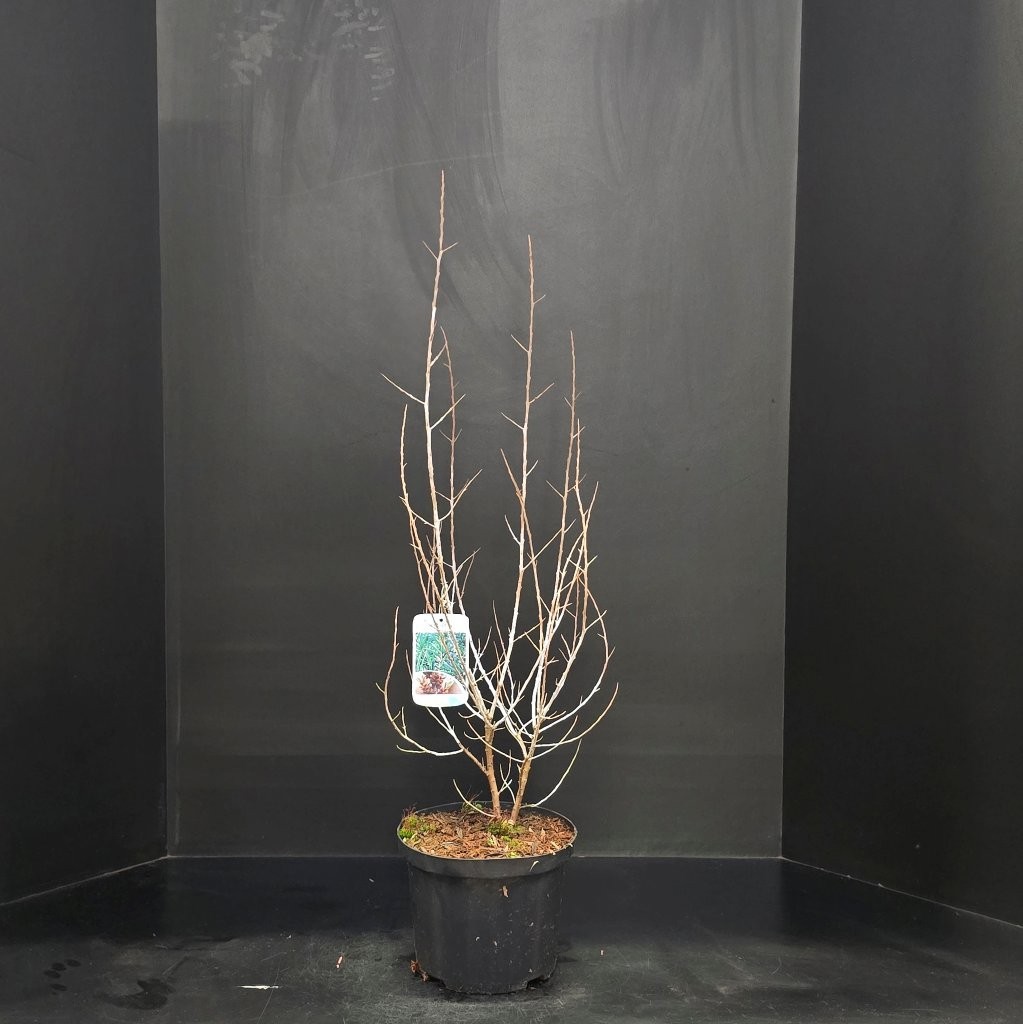 Hippophae rhamnoides Pollmix, D 23