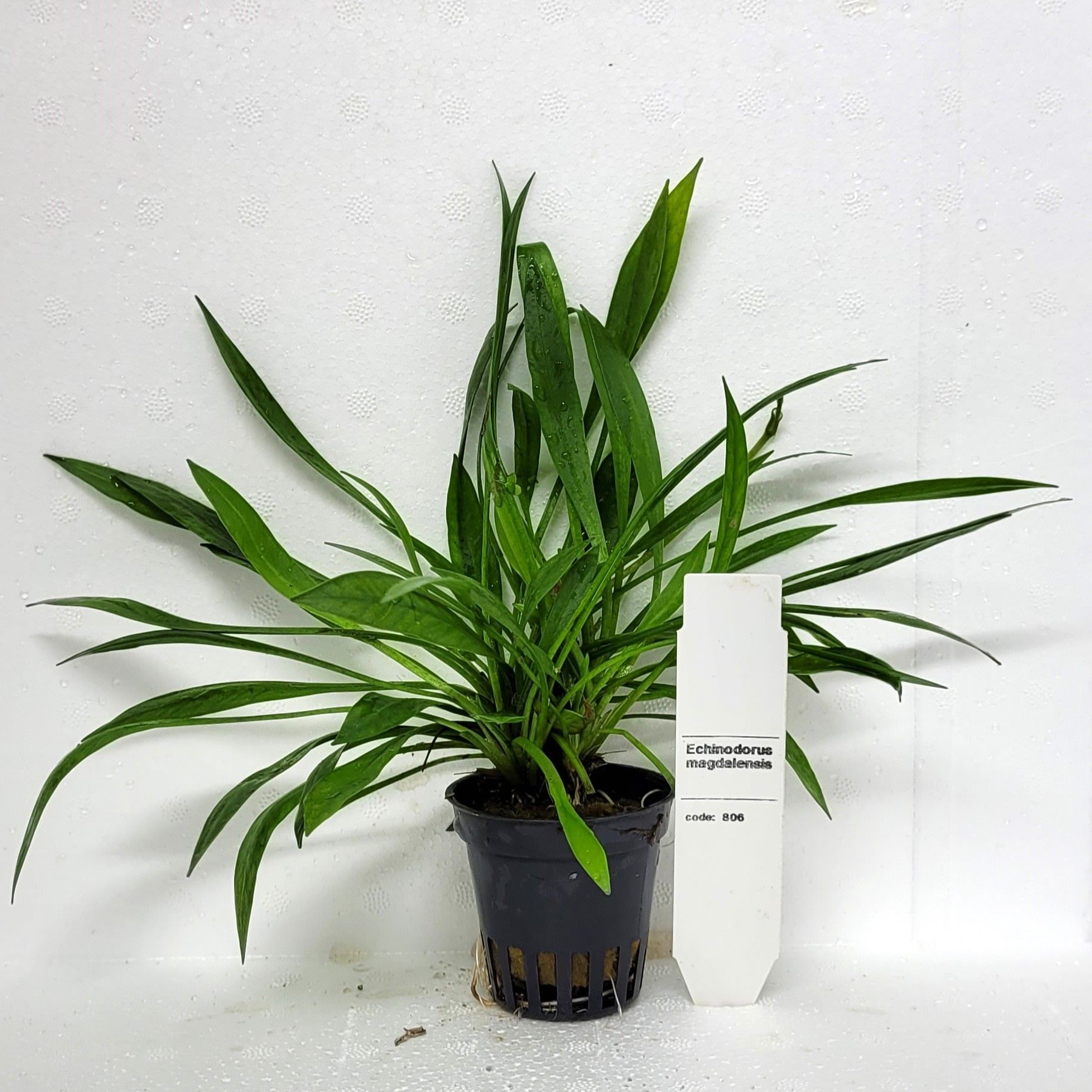 Echinodorus magdalenensis, D 5