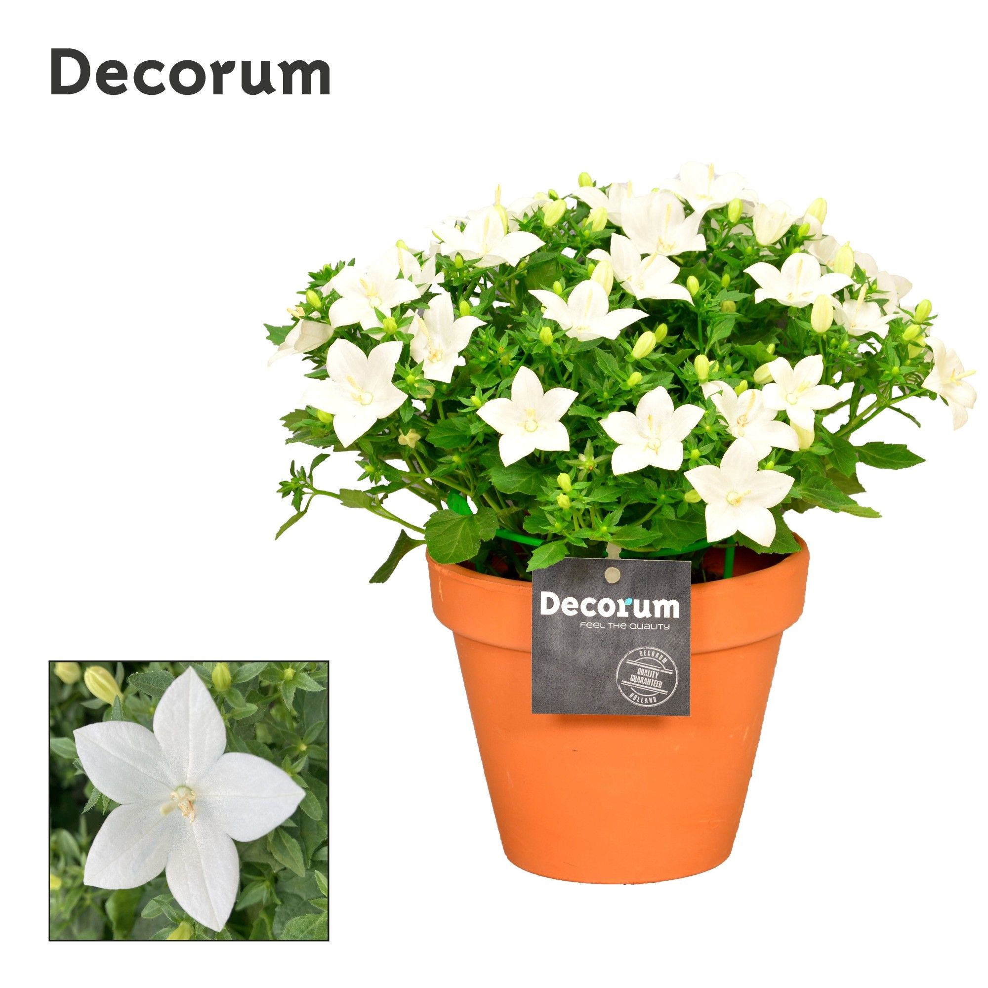 Campanula Atlanta Decorum Patio Pot TC, D 13