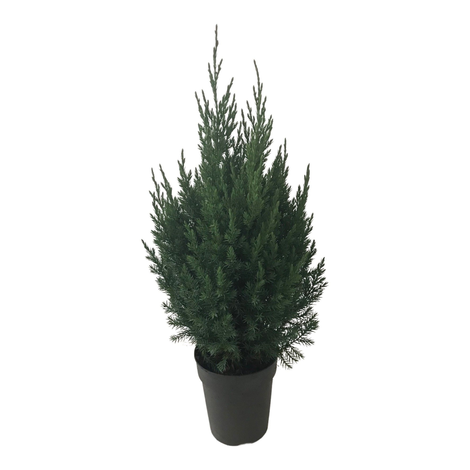 Juniperus chin. Stricta, D 17