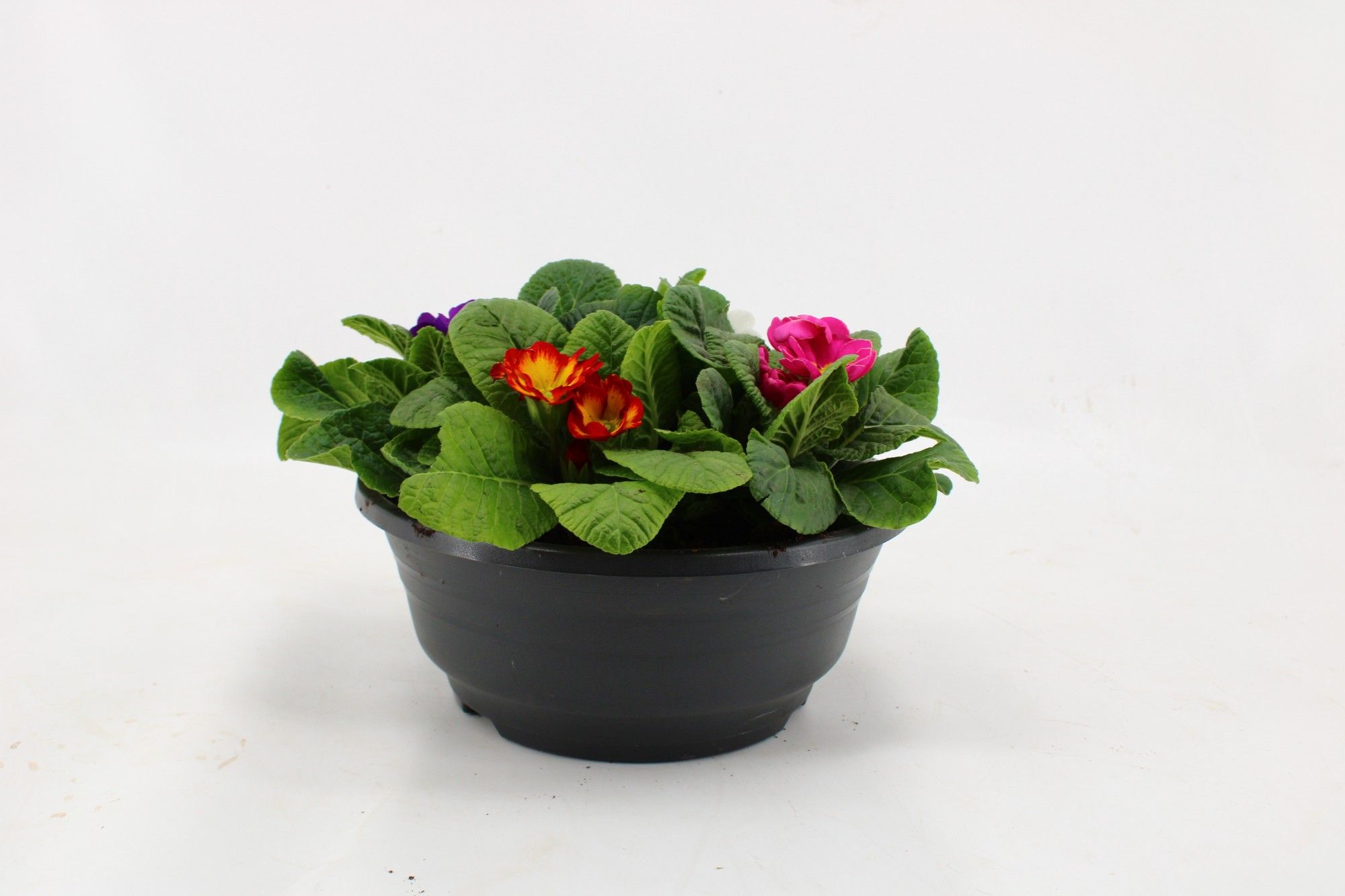 Primula Acaulis in Plastic Antraciet Schaal Carnaval (4 planten), D 23