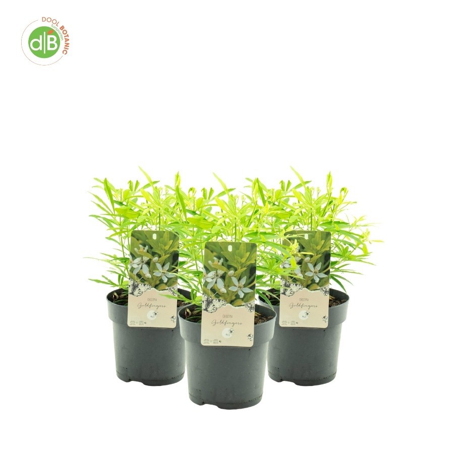 Choisya 'Goldfingers' pbr, D 15