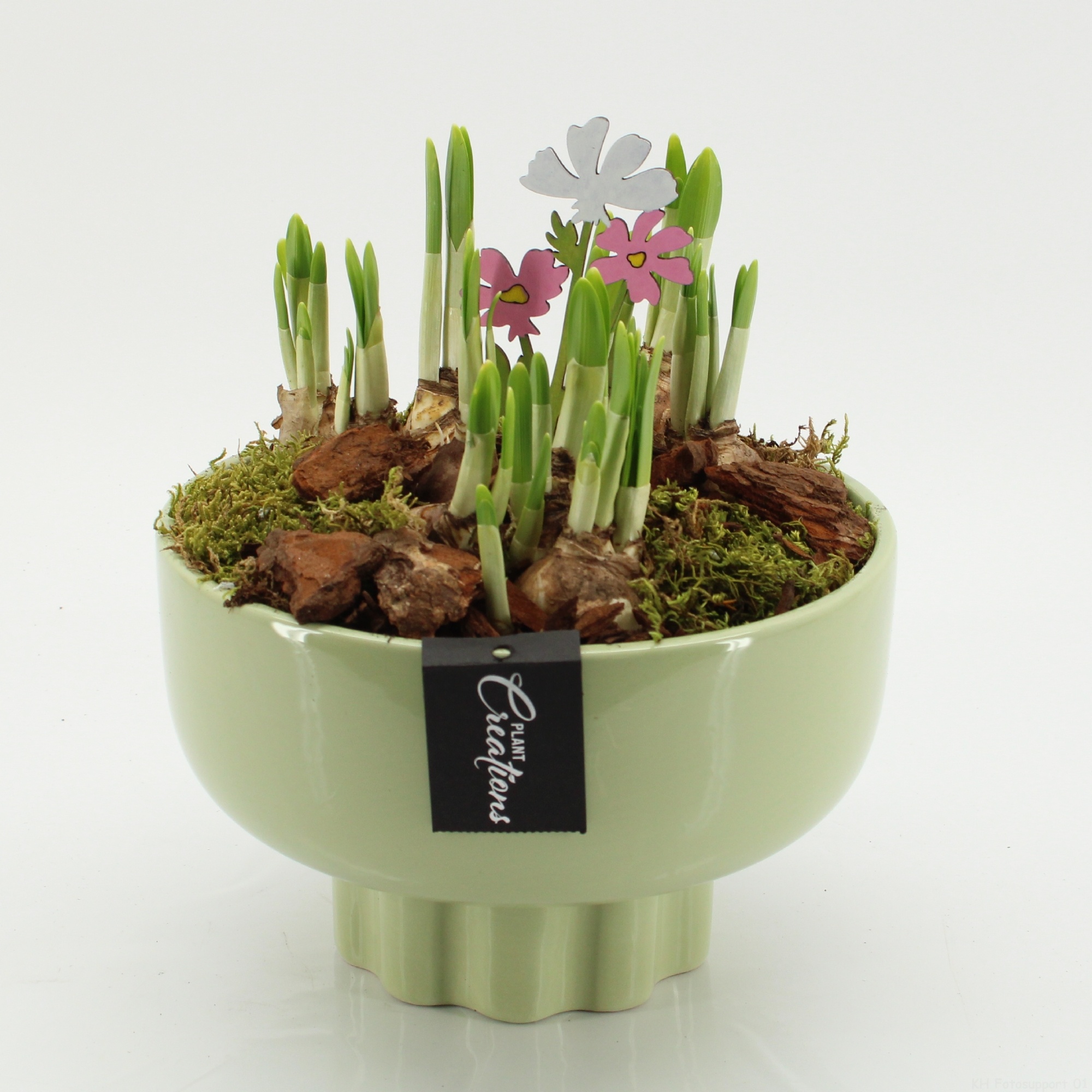 BLCR-2643 Bulbs creations, D 22