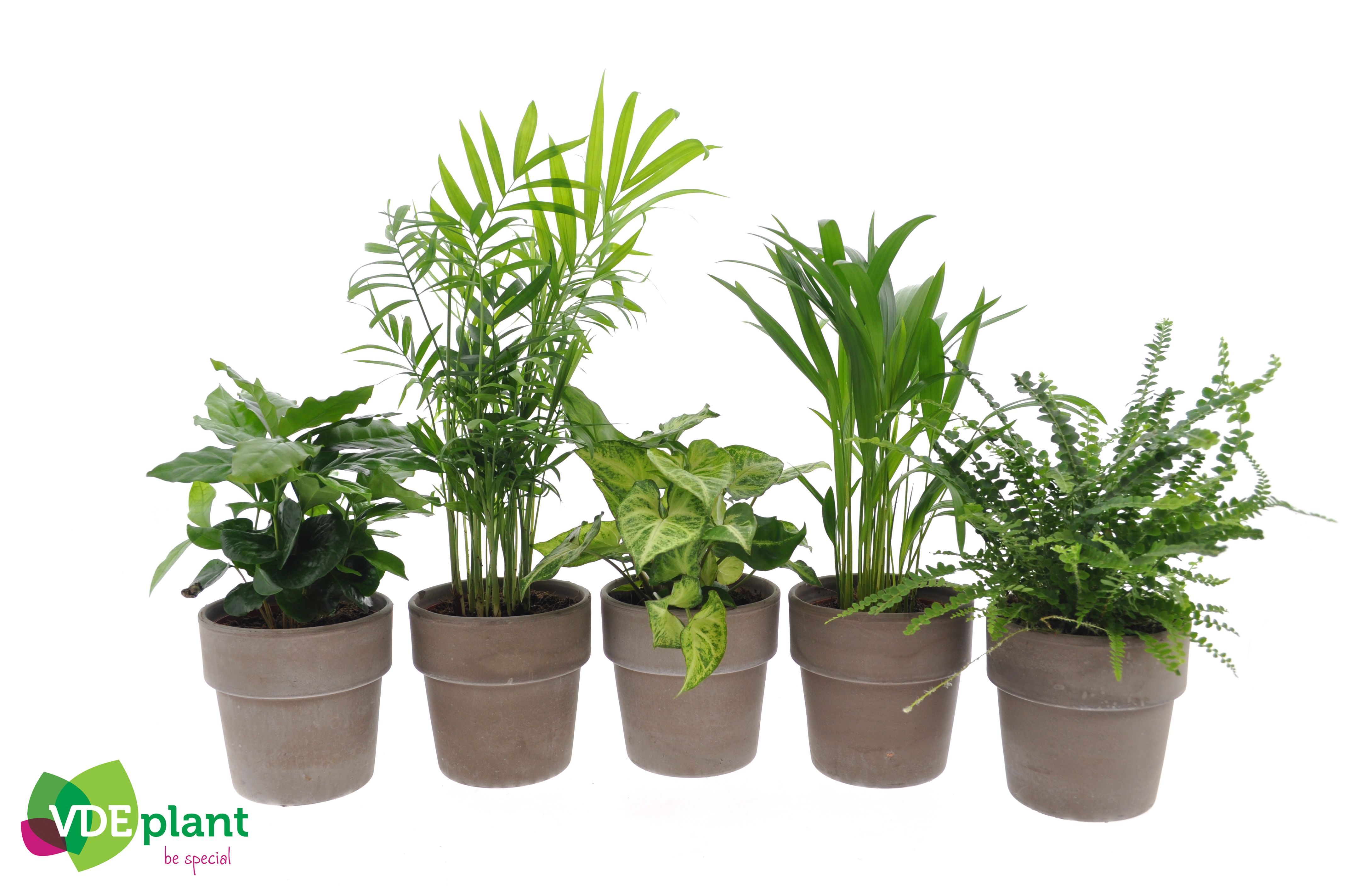 Fresh Green mix in Terracotta, D 12