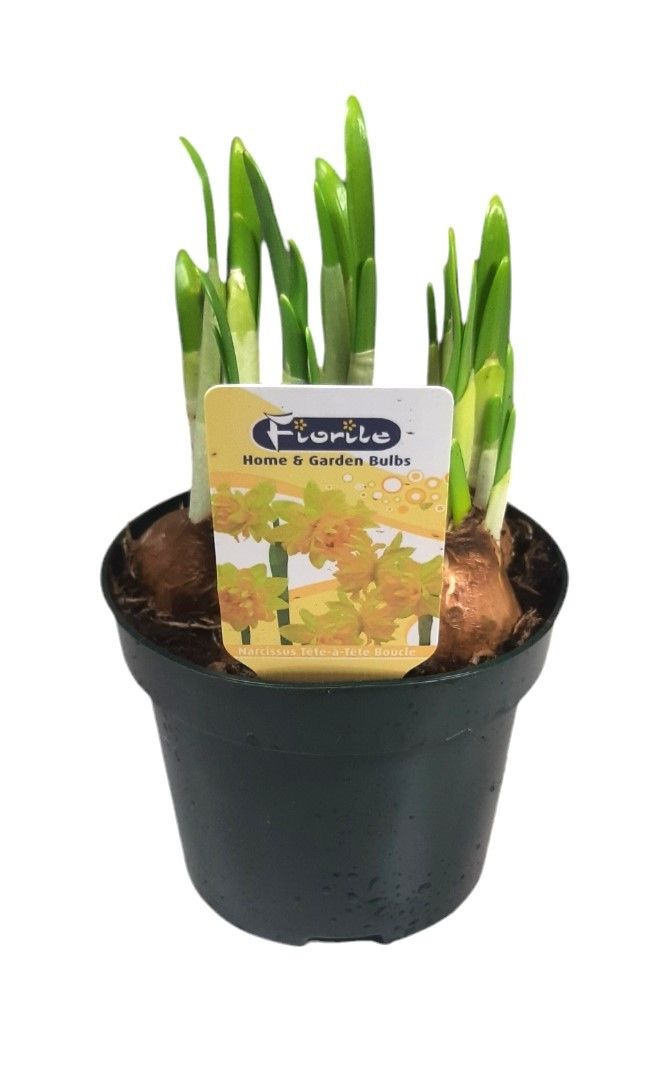 Narcis Tete a tete Bouclé, outdoor, D 12