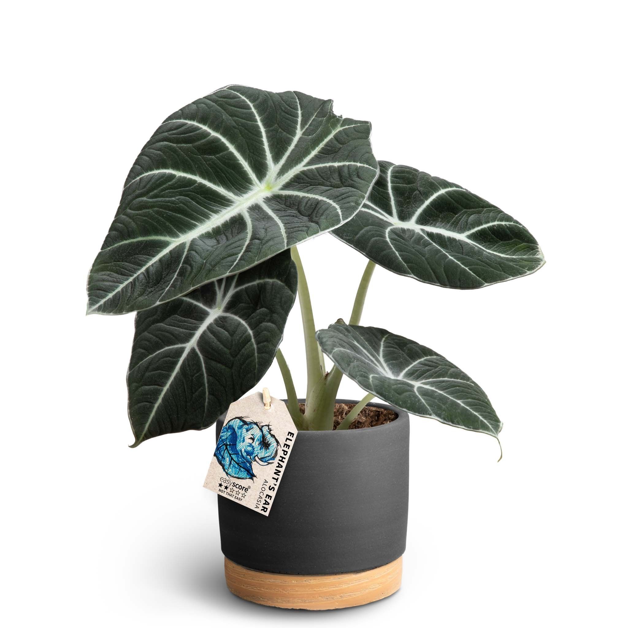 Woodbase Liquorice, Alocasia ´Black Velvet´, D 12