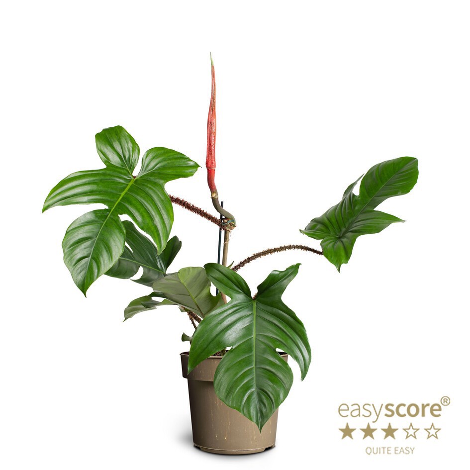 PHILODENDRON SQUAMIFERUM, D 17