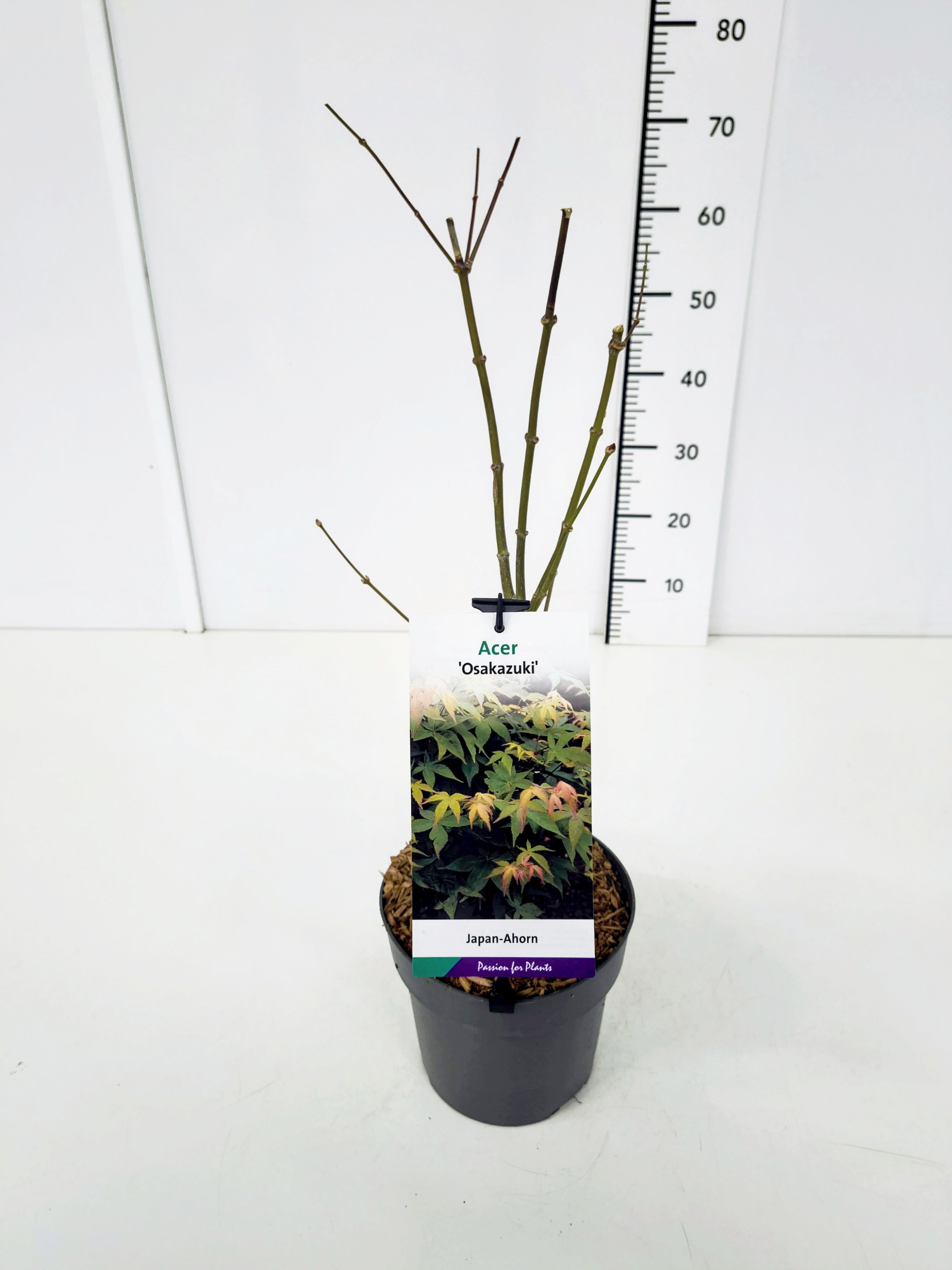 Acer palm. 'Osakazuki' 40-60C3, D 19