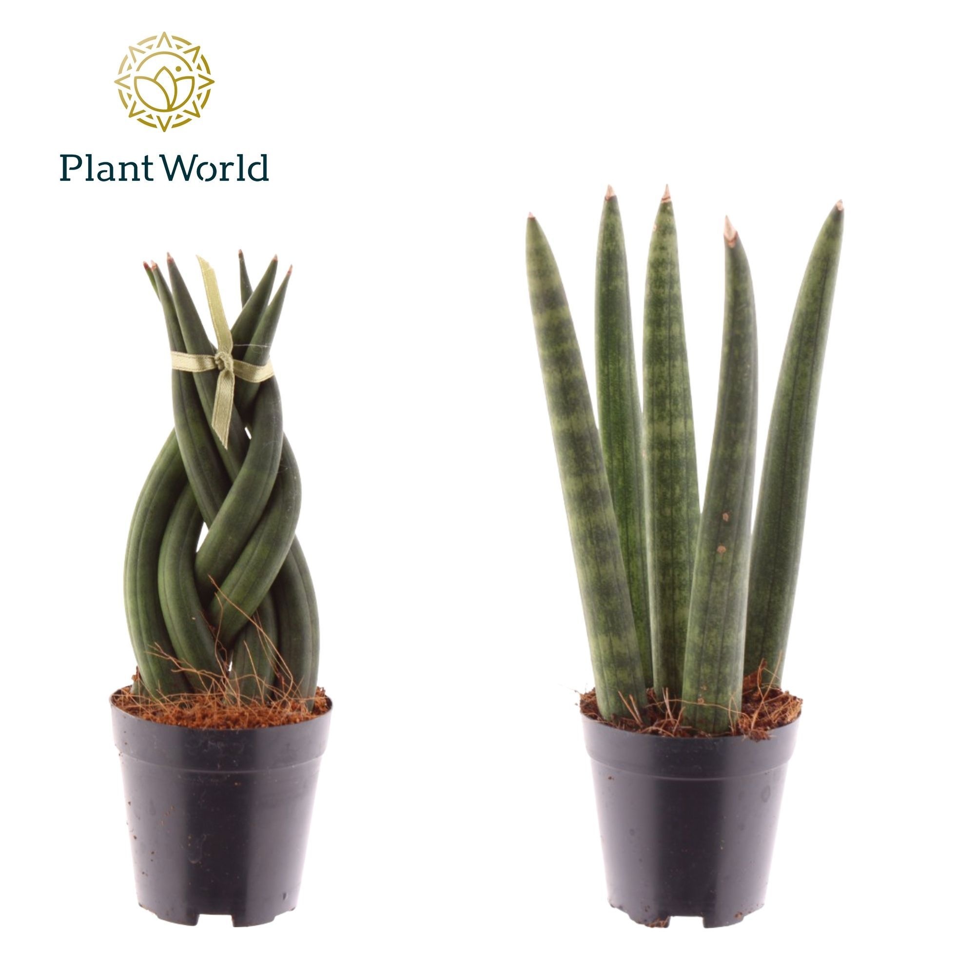 Sansevieria mix: Twist-Spaghetti, D 6