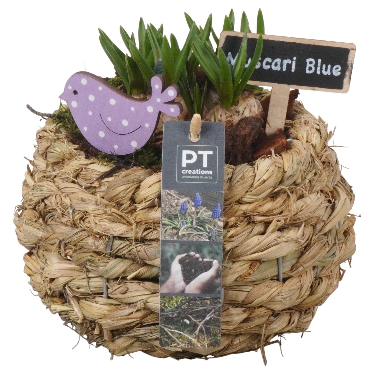 PTMB6223 Arrangement Muscari Blue in riet mand, D 18