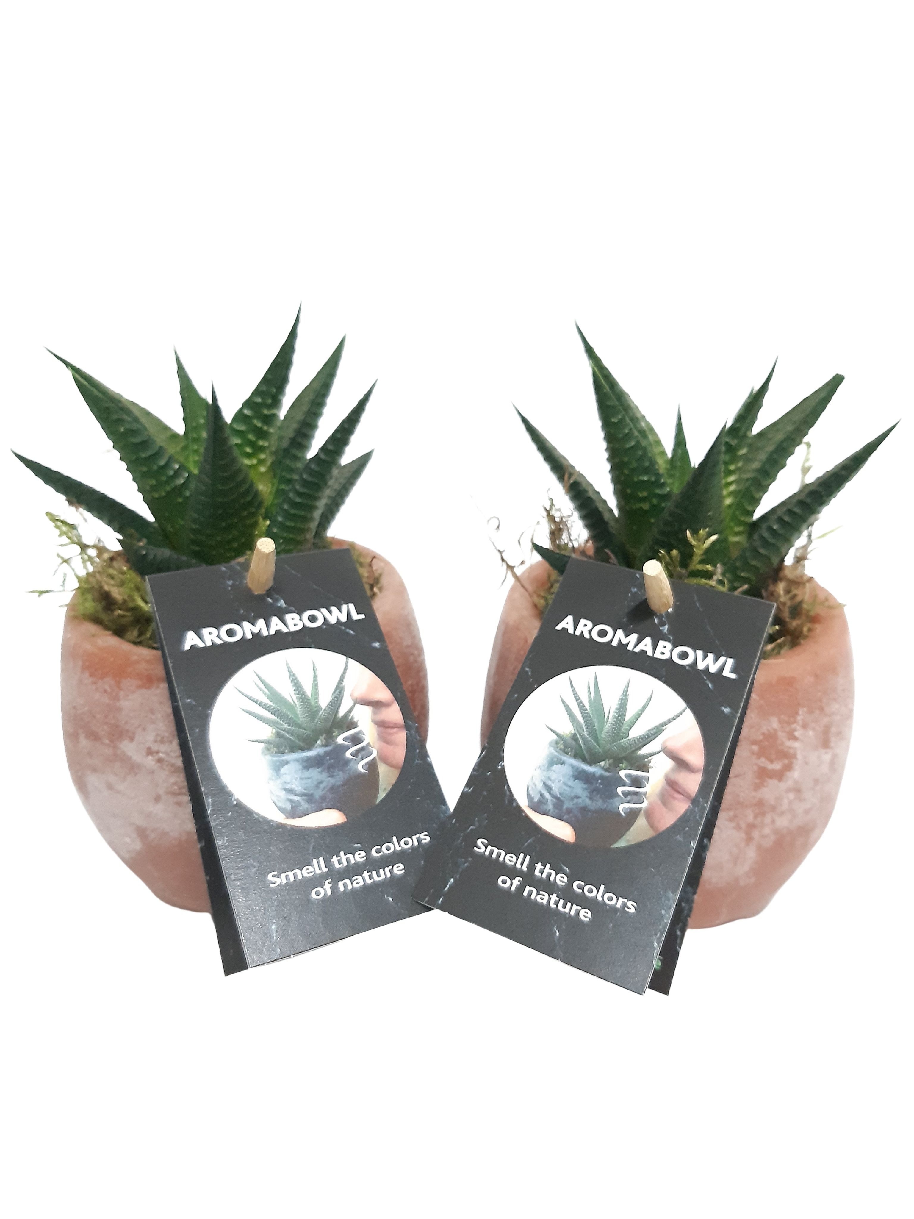 AB9AMBHAW Aroma Bowl Amber 9cm Haworthia, D 9