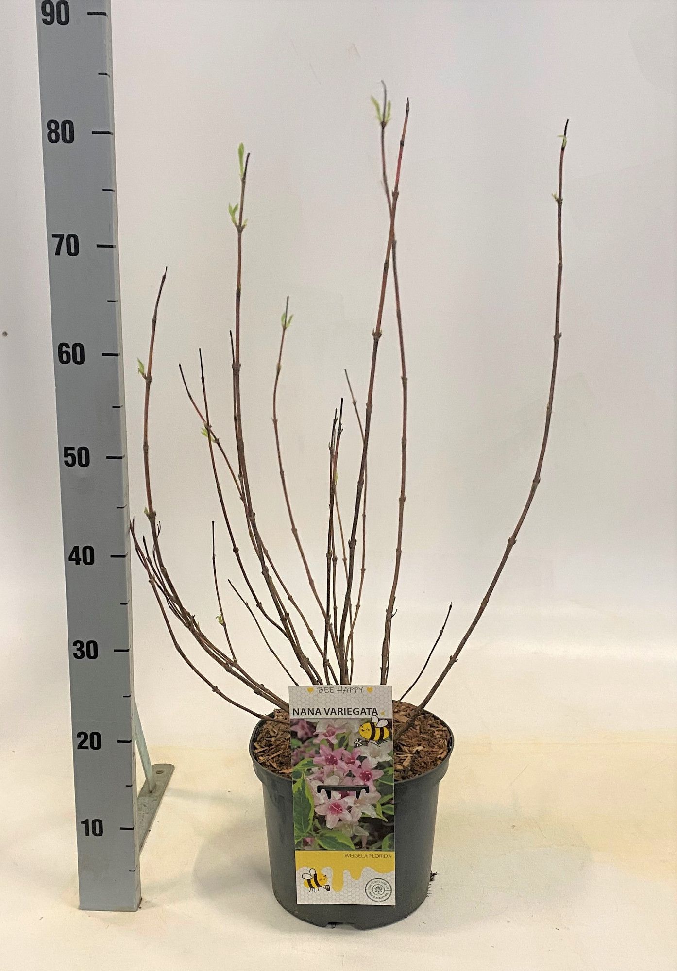 Weigela 'Nana Variegata', D 23