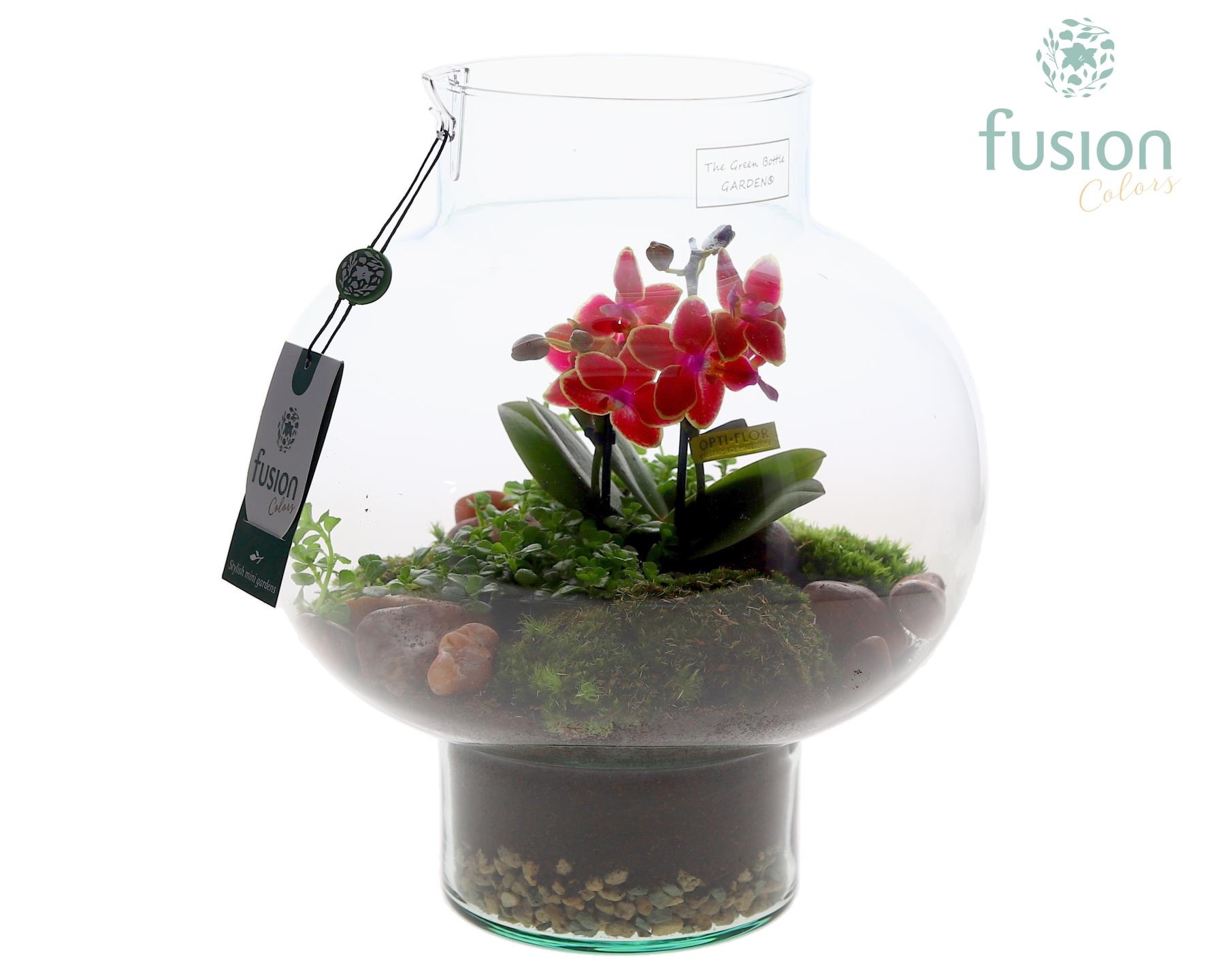 Green Bottle Laura Medium met Phalaenopsis arrangement, D 26