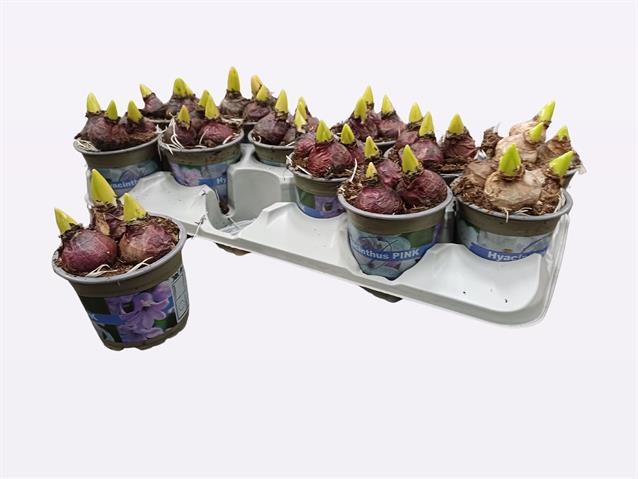 HYACIN ORIENTAL GEM, D 10