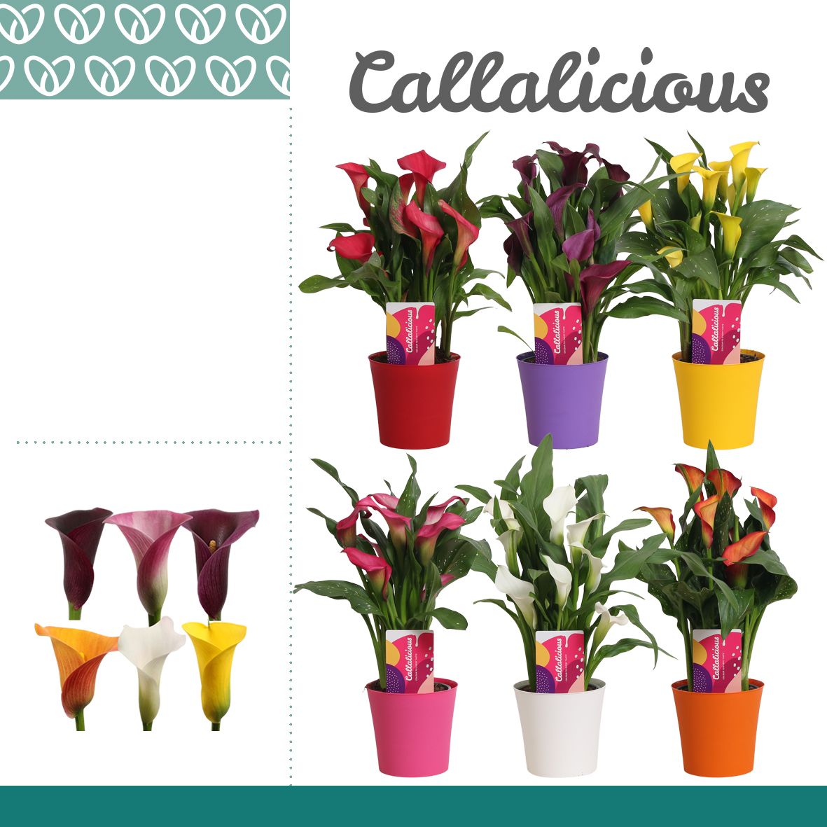 Zantedeschia (Calla) Mix in Plastic Ompot Linge, D 12