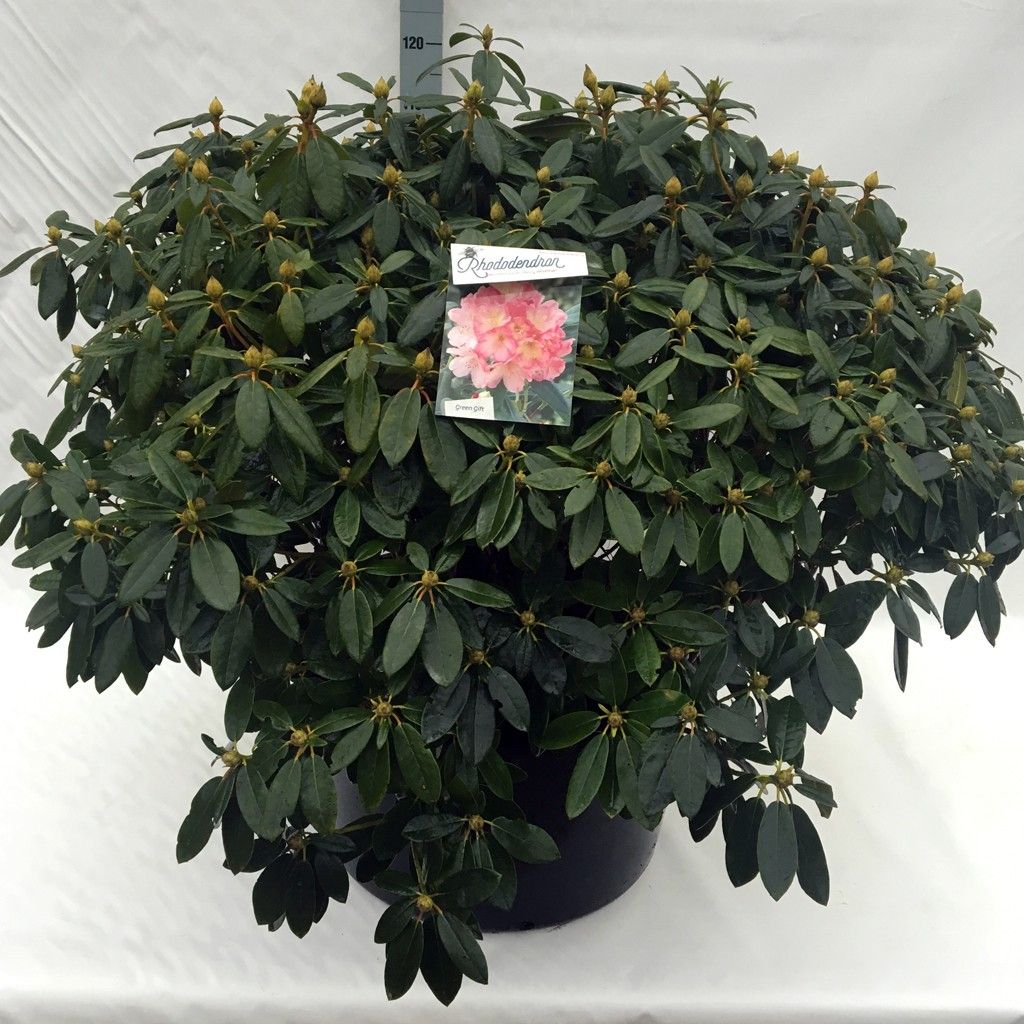 Rhodo. (Y) 'Hydon Hunter', D 68