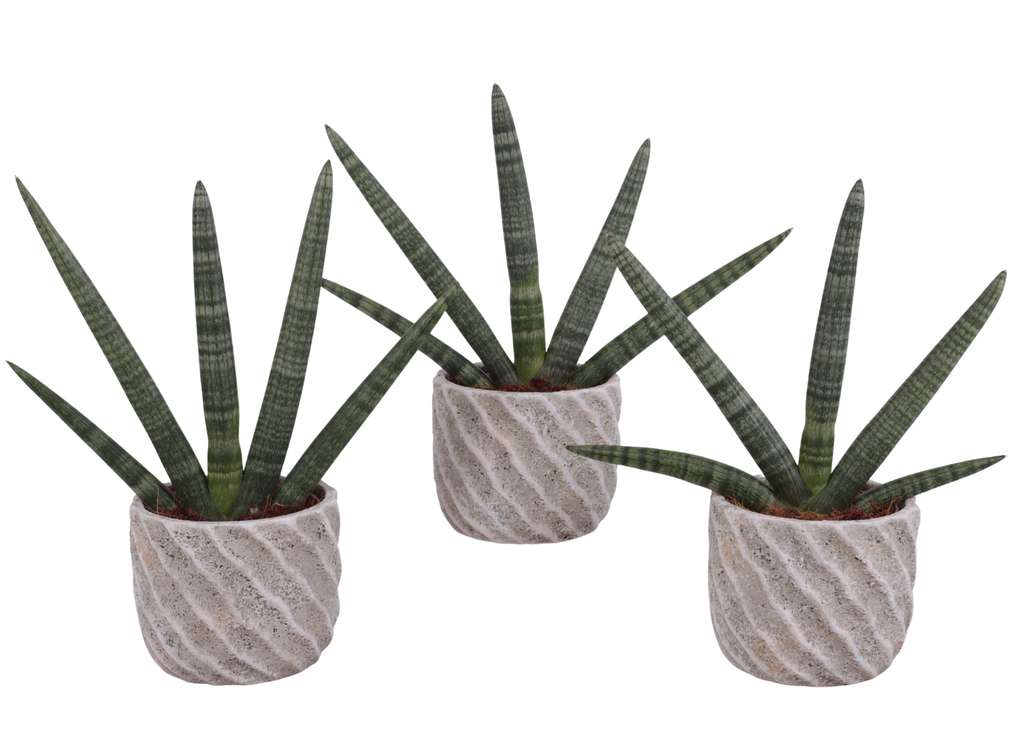 Sansevieria Cylindrica Handshake in Ø15cm Ceramic NT668, D 15