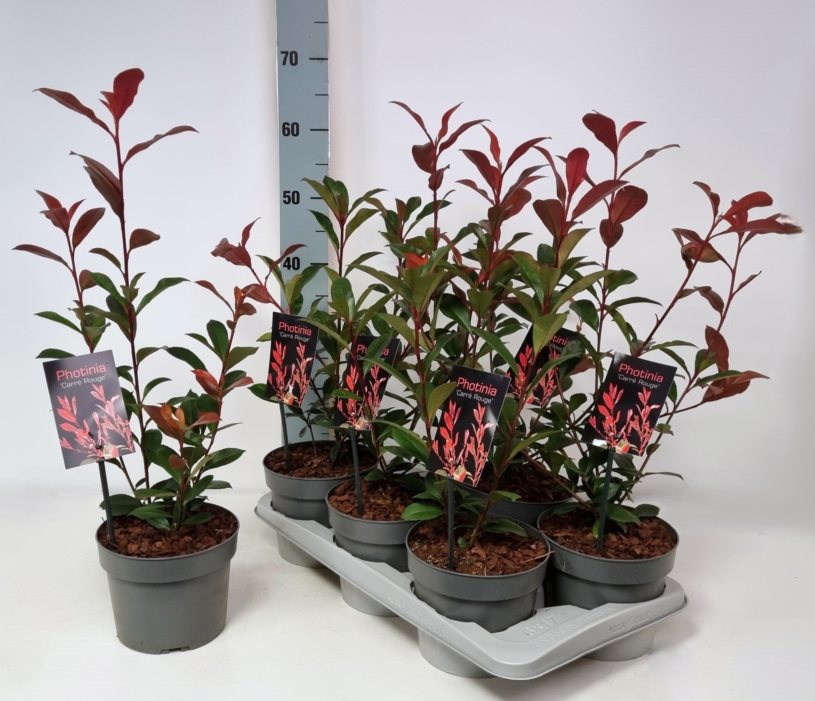 Photinia fraseri 'Carré Rouge' P17, D 17