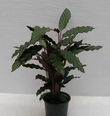 CALATHEA RUFIBARBA, D 12