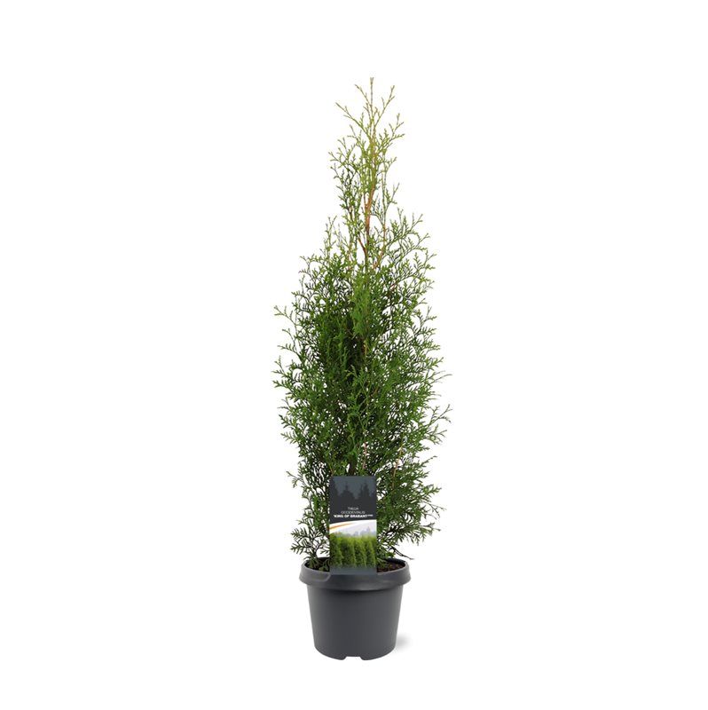Thuja occidentalis 'King of Brabant' (pbr), D 19