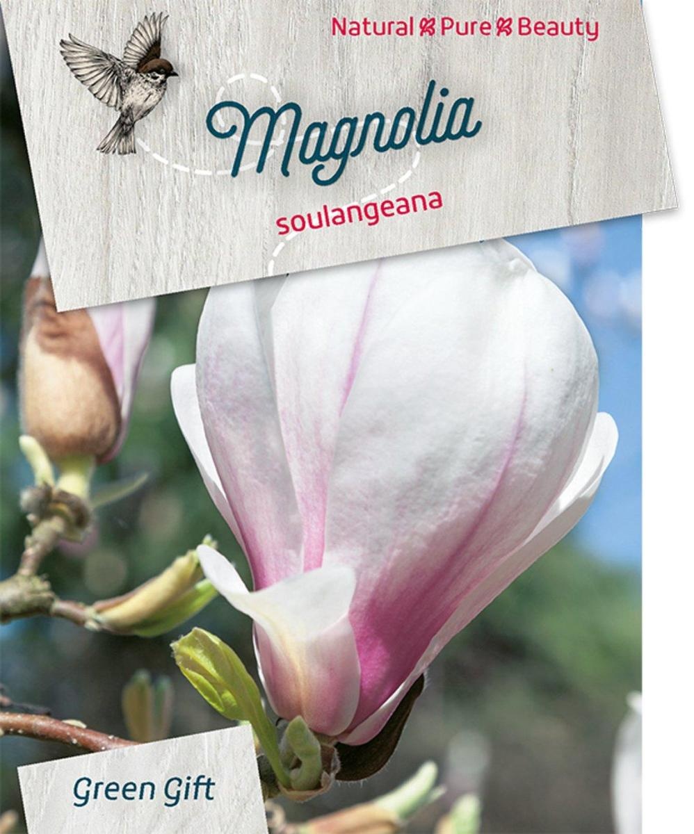 Magnolia soulangeana, D 23